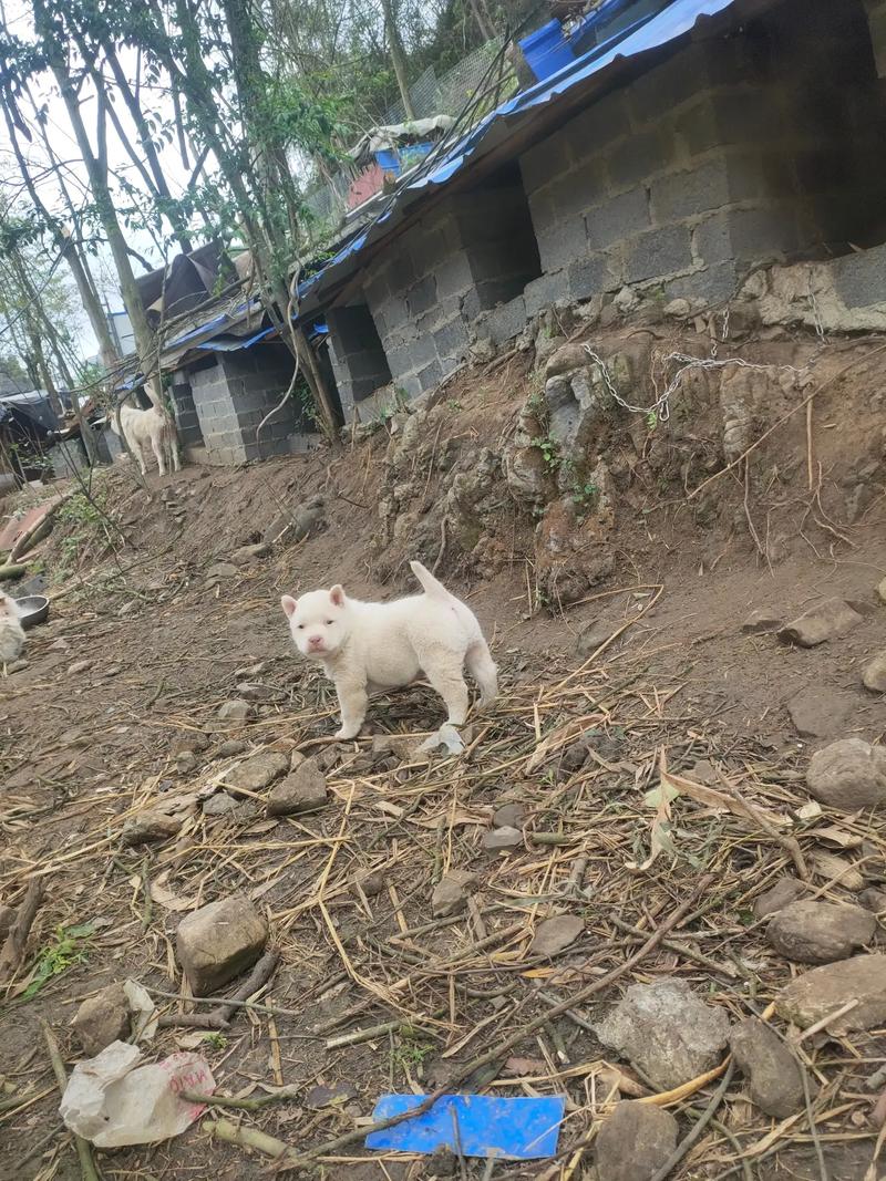 新澳今天晚上9点30分开门吗香港和中国下司犬外网爆火与中国下司犬介绍
