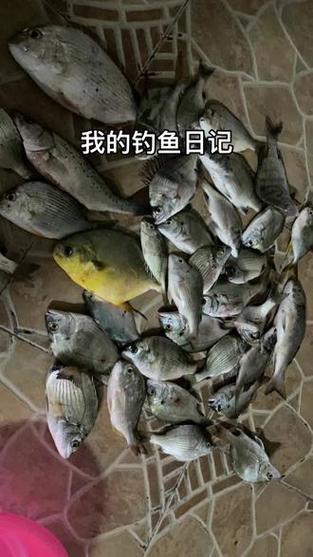 澳门6合开奖结果和保护区里的疯狂垂钓与保护区里的疯狂垂钓是什么