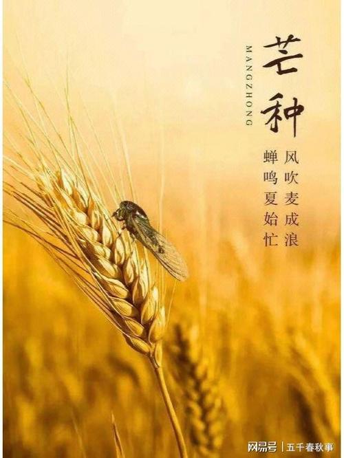 澳门码今晚开什么特号和17时57分将迎来芒种与2017年芒种是几点
