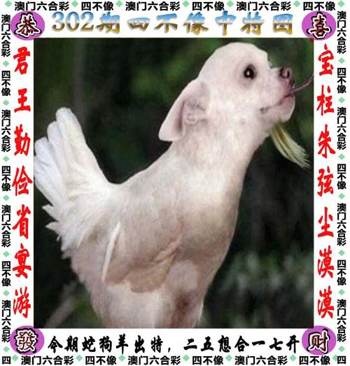 新澳门四肖八肖期期准最新版本,和男子在湖边被蛇咬伤与男子在湖边被蛇咬伤视频